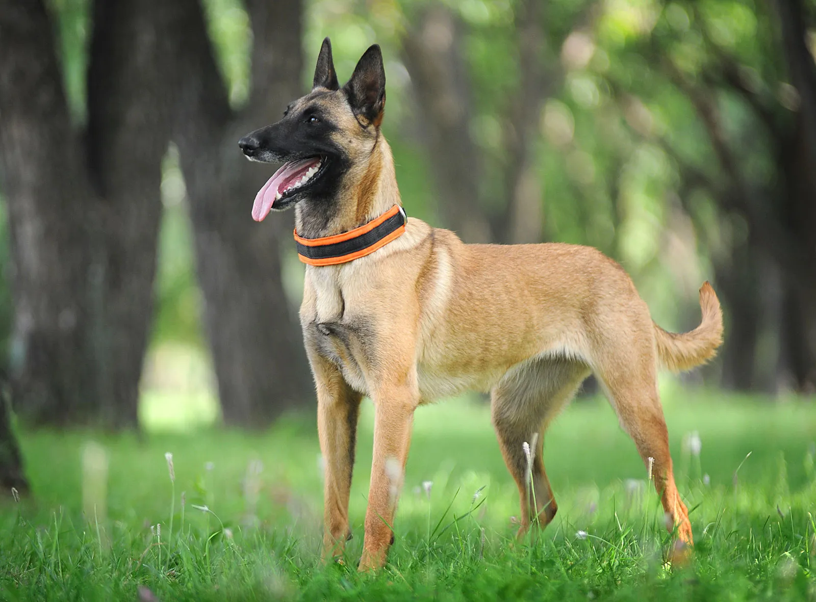 Belgian Malinois Dog Breed Information