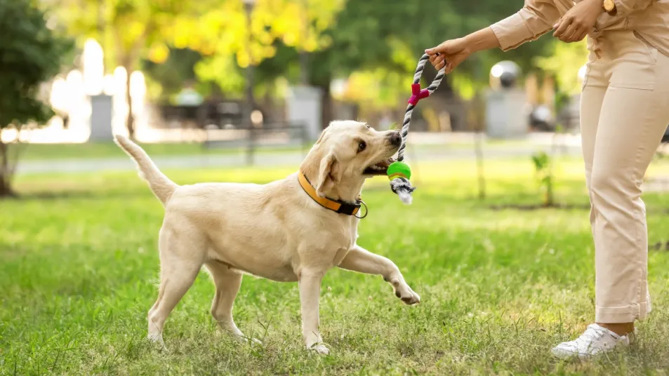 Fetch Fun: Creative Games to Play with Your Dog