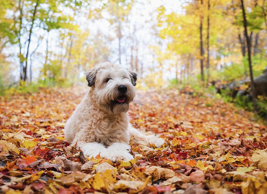 Complete Guide on Choosing Wheaten Terrier Puppy