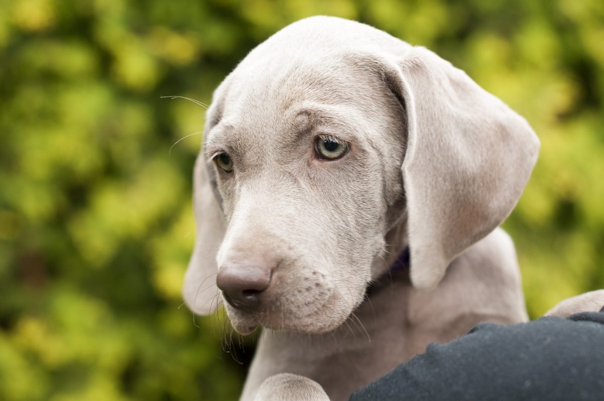 Weimaraner Puppy Pictures and Facts