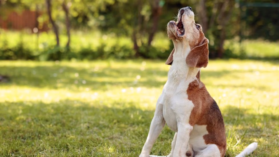 Barking Up the Right Tree: The Benefits of Chewing for Dogs