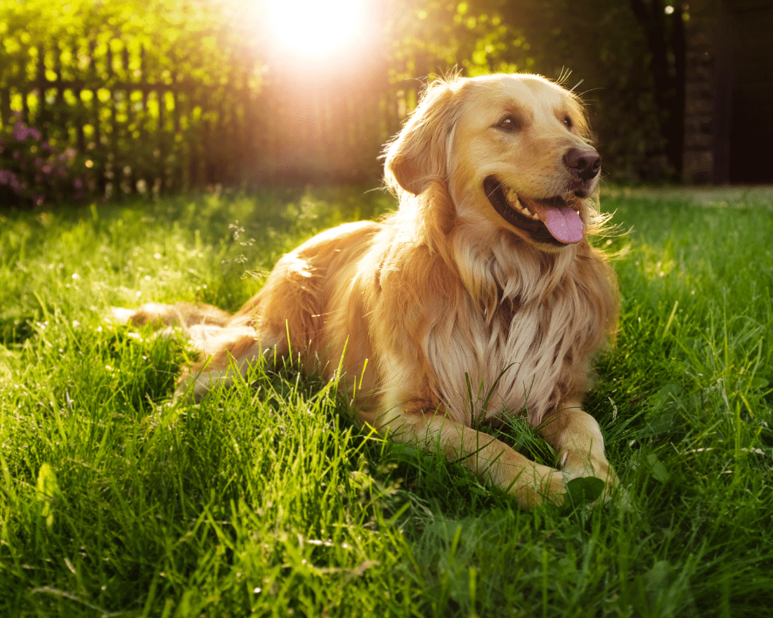 Golden Retriever Dog Breed Information