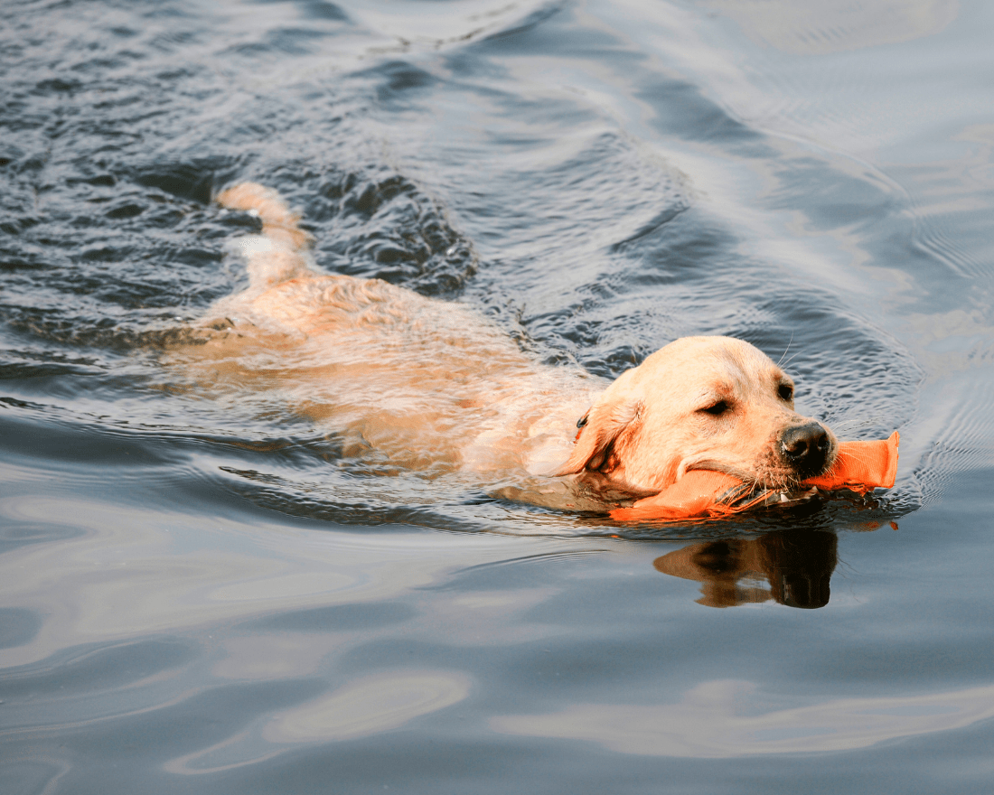 golden-retriever-dog-breed