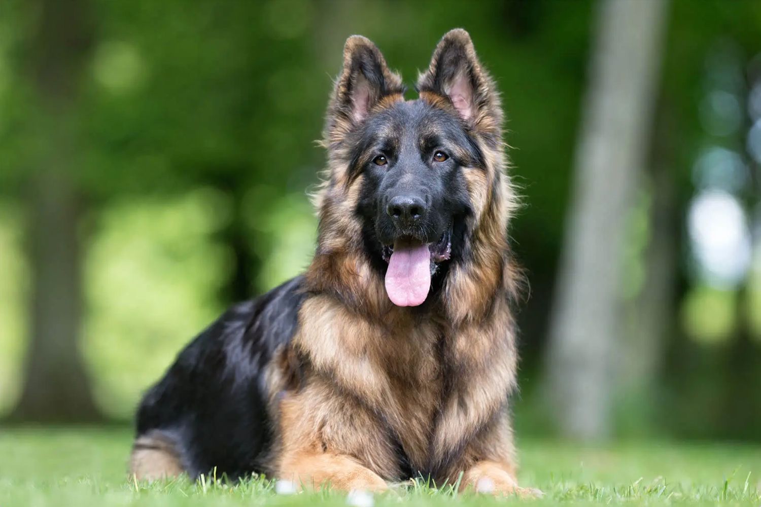 The King Shepherd Dog Breed Information