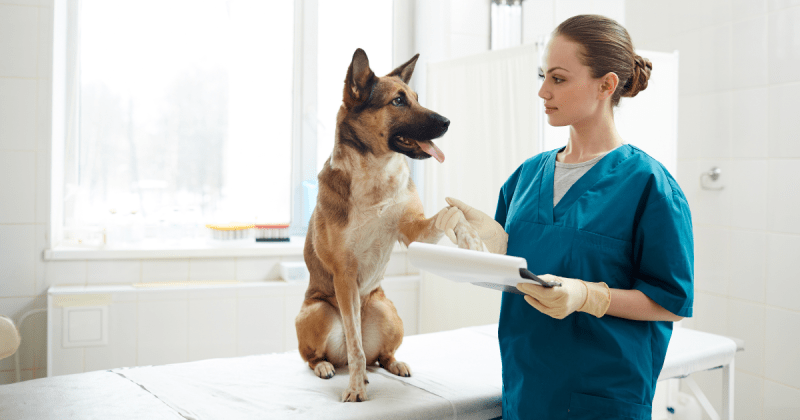 Spot Insurance Review Based on My Experience with My Dog