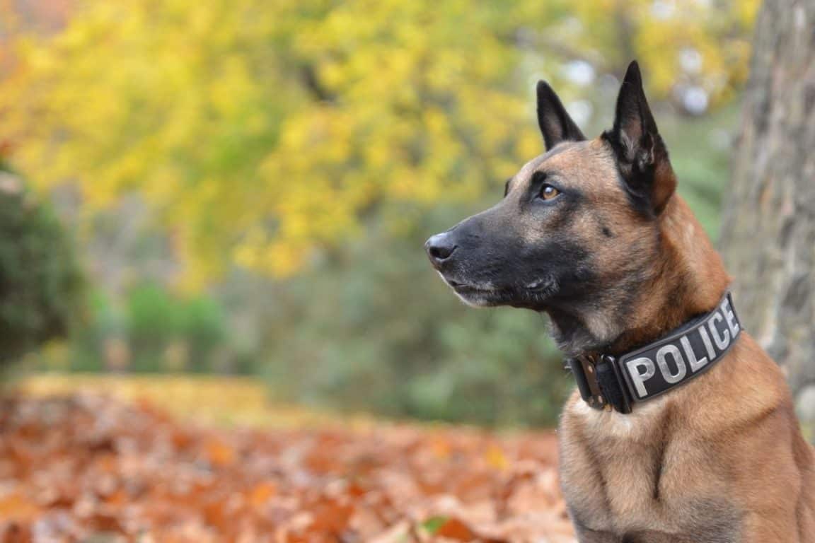 10 Different Types of Working Dogs and the Jobs They Do