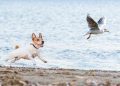 How To Manage Prey Drive in Dogs