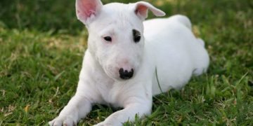 Hereditary Nephritis in Dogs: Symptoms, Causes, & Treatments