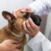 Skin Fold Dermatitis (Intertrigo) in Dogs: Symptoms, Causes, & Treatments