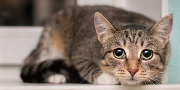Tremors in Cats: Our Vet Discusses Signs, Causes & Treatment