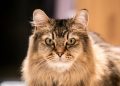 Burmilla Longhair: Info, Pictures, Origin & More