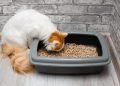 Why Is My Cat Eating Cat Litter? 10 Vet-Reviewed Reasons
