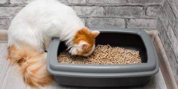 Why Is My Cat Eating Cat Litter? 10 Vet-Reviewed Reasons