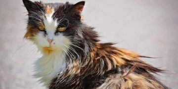 Why Is My Cat’s Fur Matted on His Back? 10 Vet-Reviewed Reasons