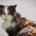 Why Is My Cat’s Fur Matted on His Back? 10 Vet-Reviewed Reasons