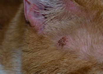 Skin Ulcers in Cats: Our Vet Explains the Causes, Treatment & FAQs