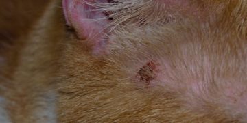 Skin Ulcers in Cats: Our Vet Explains the Causes, Treatment & FAQs