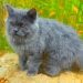 Grey Persian Cat Breed: Info, Pictures, Care & More