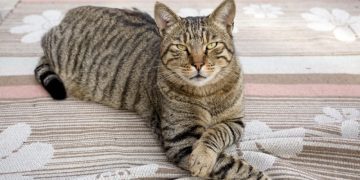 Tiger Cat: Info, Pictures, Facts & Origins