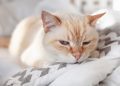 Hemolytic Anemia in Cats: Our Vet Explains the Causes, Treatment & FAQs