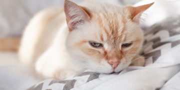 Hemolytic Anemia in Cats: Our Vet Explains the Causes, Treatment & FAQs