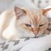 Hemolytic Anemia in Cats: Our Vet Explains the Causes, Treatment & FAQs