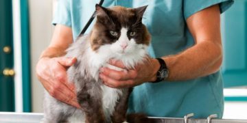 Stomach Cancer in Cats: Our Vet Explains the Causes, Signs & Care