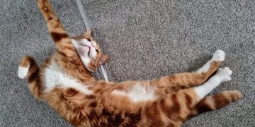 Alex and the Somersault of Happiness