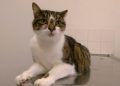 Basal Cell Tumors in Cats: Signs, Causes, Diagnosis & Care (Vet Answer)