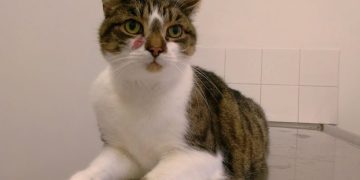 Basal Cell Tumors in Cats: Signs, Causes, Diagnosis & Care (Vet Answer)
