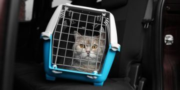 Can Cats Get Car Sick? Vet-Verified Facts & Info