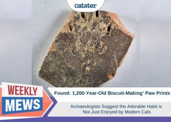 1,200-Year-Old ‘Biscuit-Making’ Paw Prints Found by Archaeologists Suggest the Habit is Not Just for Modern Cats