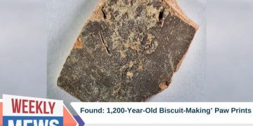 1,200-Year-Old ‘Biscuit-Making’ Paw Prints Found by Archaeologists Suggest the Habit is Not Just for Modern Cats