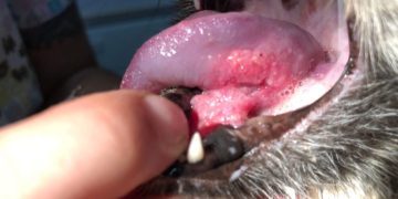 Feline Oral Squamous Cell Carcinoma: Our Vet Explains the Causes, Signs & Care