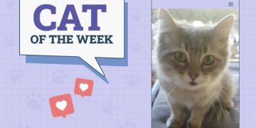 Catster Photo Contest: Cats of the Week Winners (October 25, 2024)