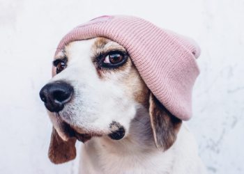 Adolescent Dogs: What To Expect During Their Teenage Phase