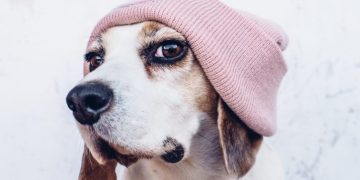 Adolescent Dogs: What To Expect During Their Teenage Phase