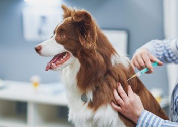 Dog Vaccinations: What To Know About Your Pet’s Vaccines