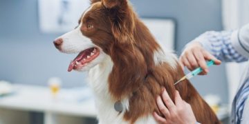 Dog Vaccinations: What To Know About Your Pet’s Vaccines