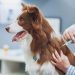 Dog Vaccinations: What To Know About Your Pet’s Vaccines