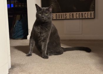 Is Disciplining a Cat Useful or Effective? Olga Says No!