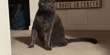 Is Disciplining a Cat Useful or Effective? Olga Says No!