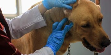 Abscesses in Dogs: Symptoms, Causes, & Treatments