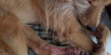 Atopic Dermatitis in Dogs: Symptoms, Causes, & Treatments