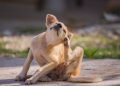 Mange in Dogs: Types, Symptoms, Causes, & Treatments