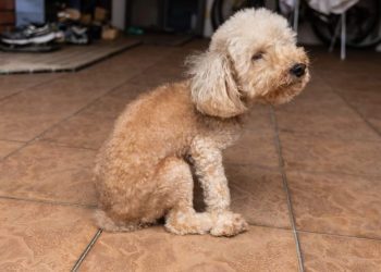 Why Your Dog Is Dragging Their Butt and Scooting