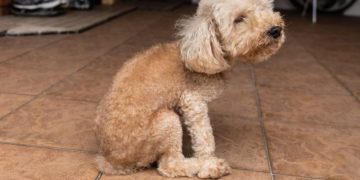 Why Your Dog Is Dragging Their Butt and Scooting