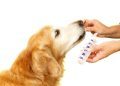 Ketoconazole for Dogs: Uses, Dosage, & Side Effects