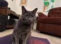 Words Your Cat Understands: Olga’s Language Skills
