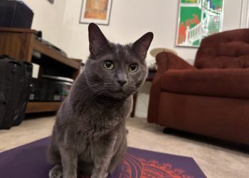 Words Your Cat Understands: Olga’s Language Skills